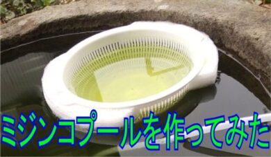 メダカとミジンコが同じ飼育水槽で共存できるプールを作ってみた めだかの学校 関分校