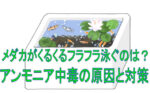 メダカがクルクル回る、フラフラ泳ぐのはアンモニア中毒！？原因と対策、回復法などについて