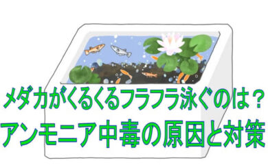 メダカがクルクル回る、フラフラ泳ぐのはアンモニア中毒！？原因と対策、回復法などについて