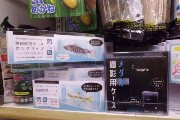 セリア　魚観察用ケース 魚観察用ケースロングサイズ メダカ撮影用ケース