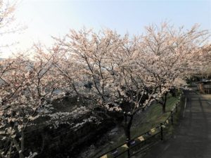 関川・満開の桜