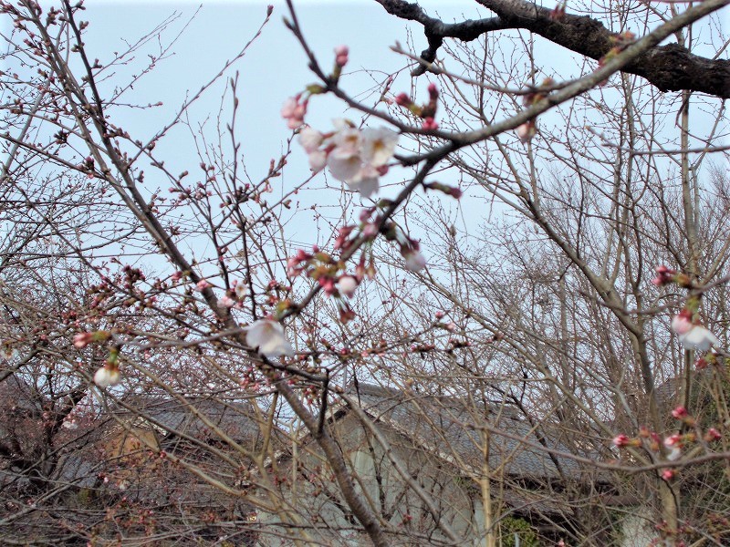 関川の桜