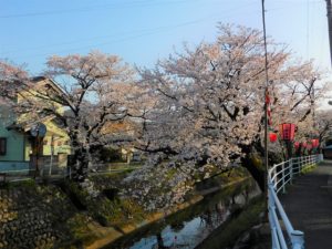 吉田川の桜とぼんぼり
