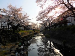 吉田川の桜-2